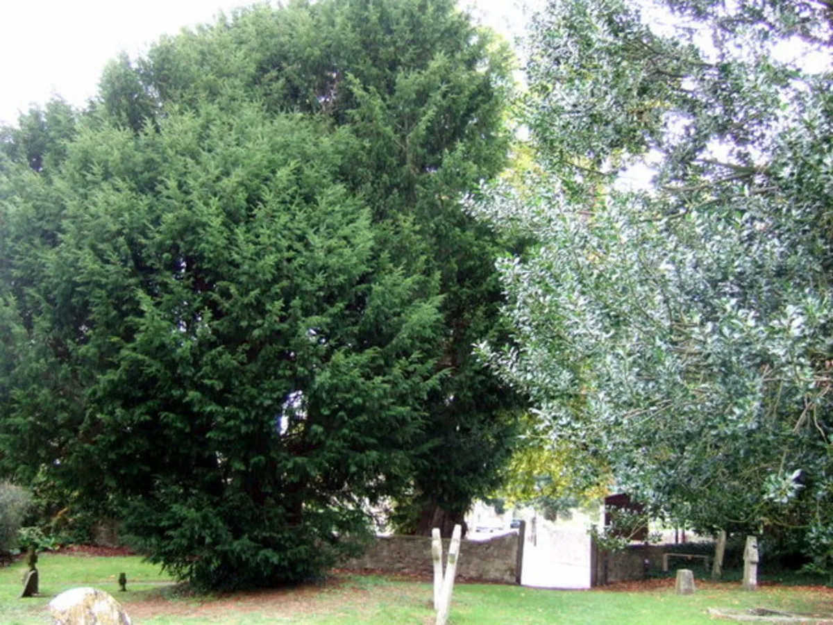The Iffley Yew — Landmark, South Oxford, Oxford